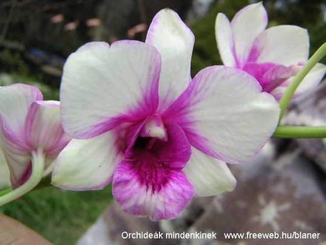 orchidea2