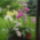 Orchideak_1_700234_30917_t