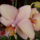Phalaenopsis-001_700932_89167_t