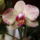 Phalaenopsis-002_700967_69048_t