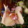 Phalaenopsis_700894_26479_t
