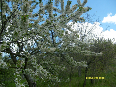 Tavasz- Virágzanak a fák