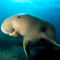 Dugong