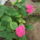 Hortenzia-001_811395_73533_t