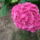 Hortenzia-002_811396_67021_t