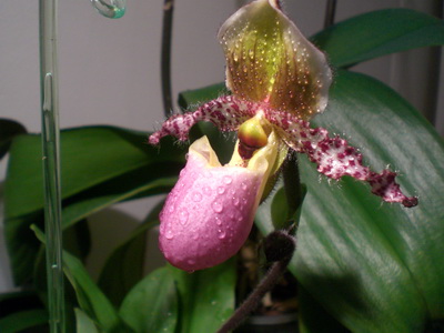 LADY SLIPPER ORCHID 10