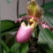 LADY SLIPPER ORCHID 10