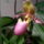 Lady_slipper_orchid_10_811262_41395_t