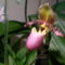 LADY SLIPPER ORCHID 11