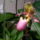 Lady_slipper_orchid_11_811263_89785_t