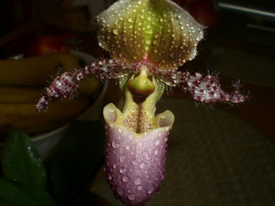 LADY SLIPPER ORCHID 9