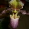 LADY SLIPPER ORCHID 9