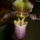 Lady_slipper_orchid_9_811261_90047_t