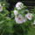 Mocsari_hibiszkusz000_038_811919_39627_t