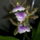 Roth Erzsebet:: saját orchideáim