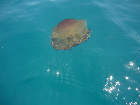 Medúza a part és a sziget között