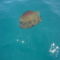 Medúza a part és a sziget között