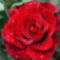 piros rózsák beszélgetnek..... 8