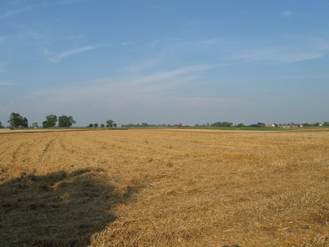 Határ, 2010. aratás