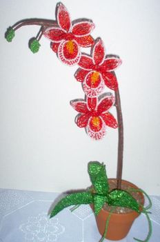 piros-orchidea