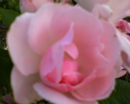 rózsám