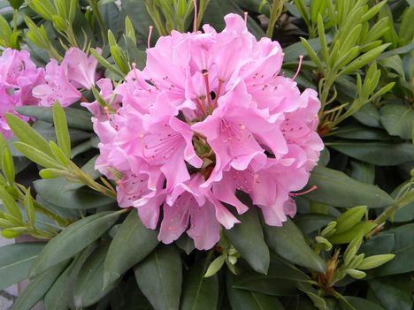 Rododendron 2010.