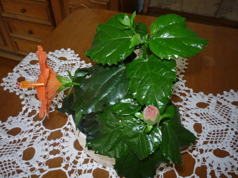 HIBISZKUSZ 3