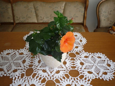 HIBISZKUSZ 4