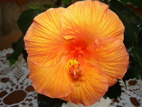 HIBISZKUSZ 5