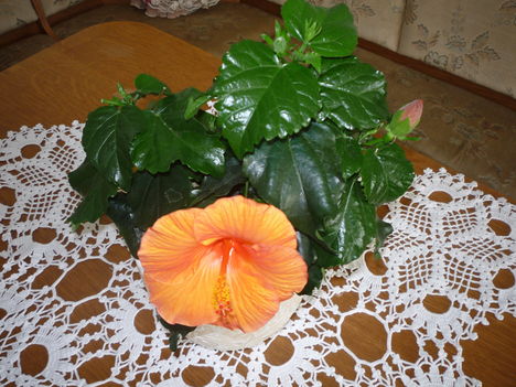 HIBISZKUSZ 6