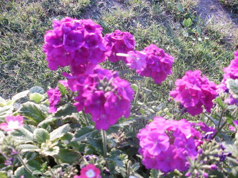 Kerti virágok 9