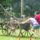 Polgaror_nap_lazi_17_818947_76640_t