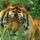 Tigris2_818693_19627_t