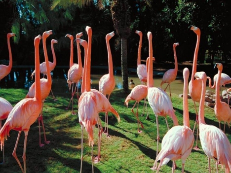 Flamingók