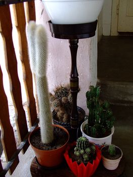Kaktuszaim