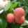 Kert_litchi_005_801885_85535_t