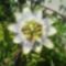 Kislevelű Golgota virág