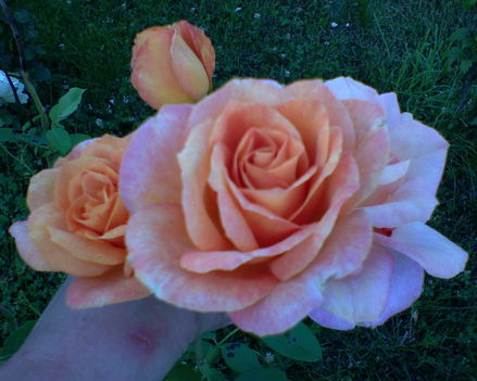 narancs rózsa