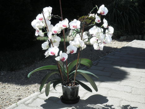orhidea csoda