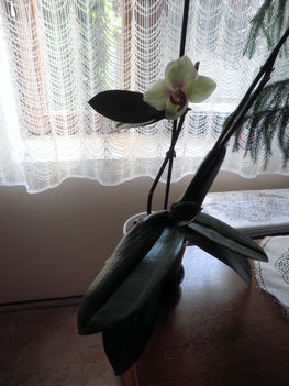 orhidea különlegesség