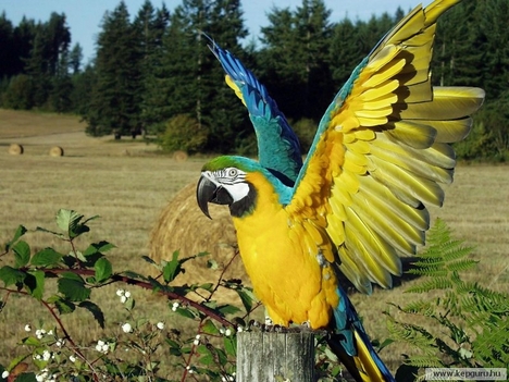 Papagájok (8)