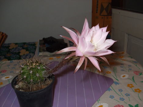 virágos kaktusz