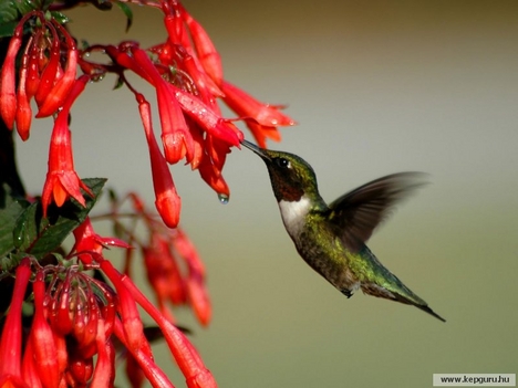 Vöröstorkú kolibri