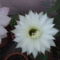 kaktusz fehér virággal