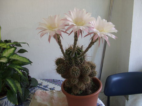kaktuszom