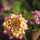 Lantana_822057_22443_t