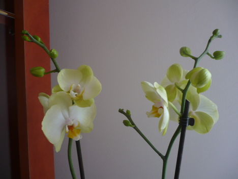Sárgás-zöldes phalaenopsis