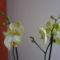 Sárgás-zöldes phalaenopsis