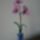 Orhidea-002_824385_52076_t