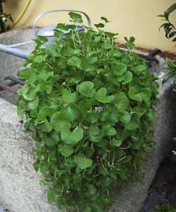 GOTU KOLA 3